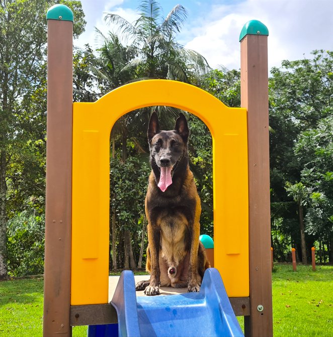 Play Pet Agility